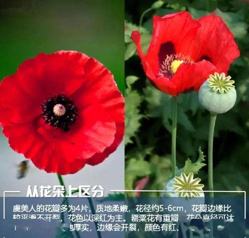 虞美人爆料日本医生视频,日本医生视频引发热议，真相令人震惊  第1张